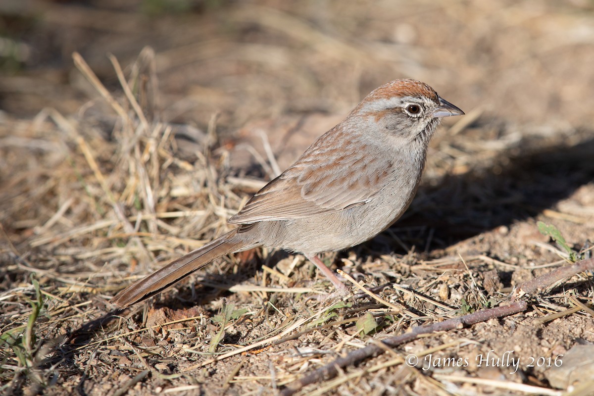 Rufous-crowned Sparrow - ML552761961