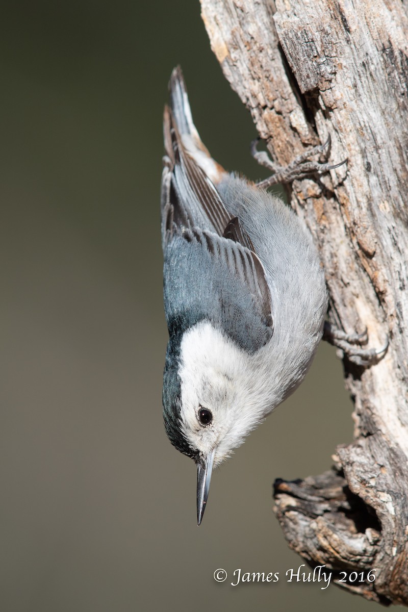White-breasted Nuthatch - ML552763701