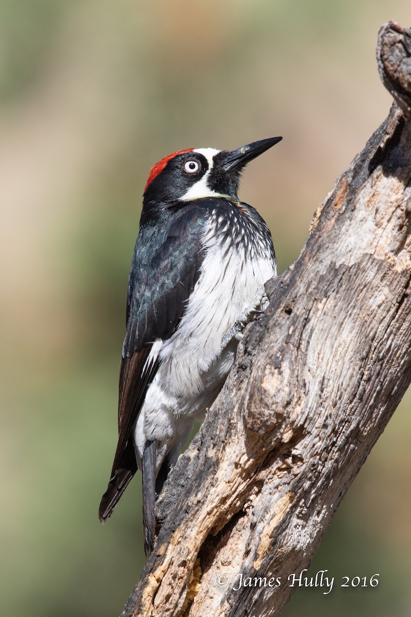 Acorn Woodpecker - Jim Hully