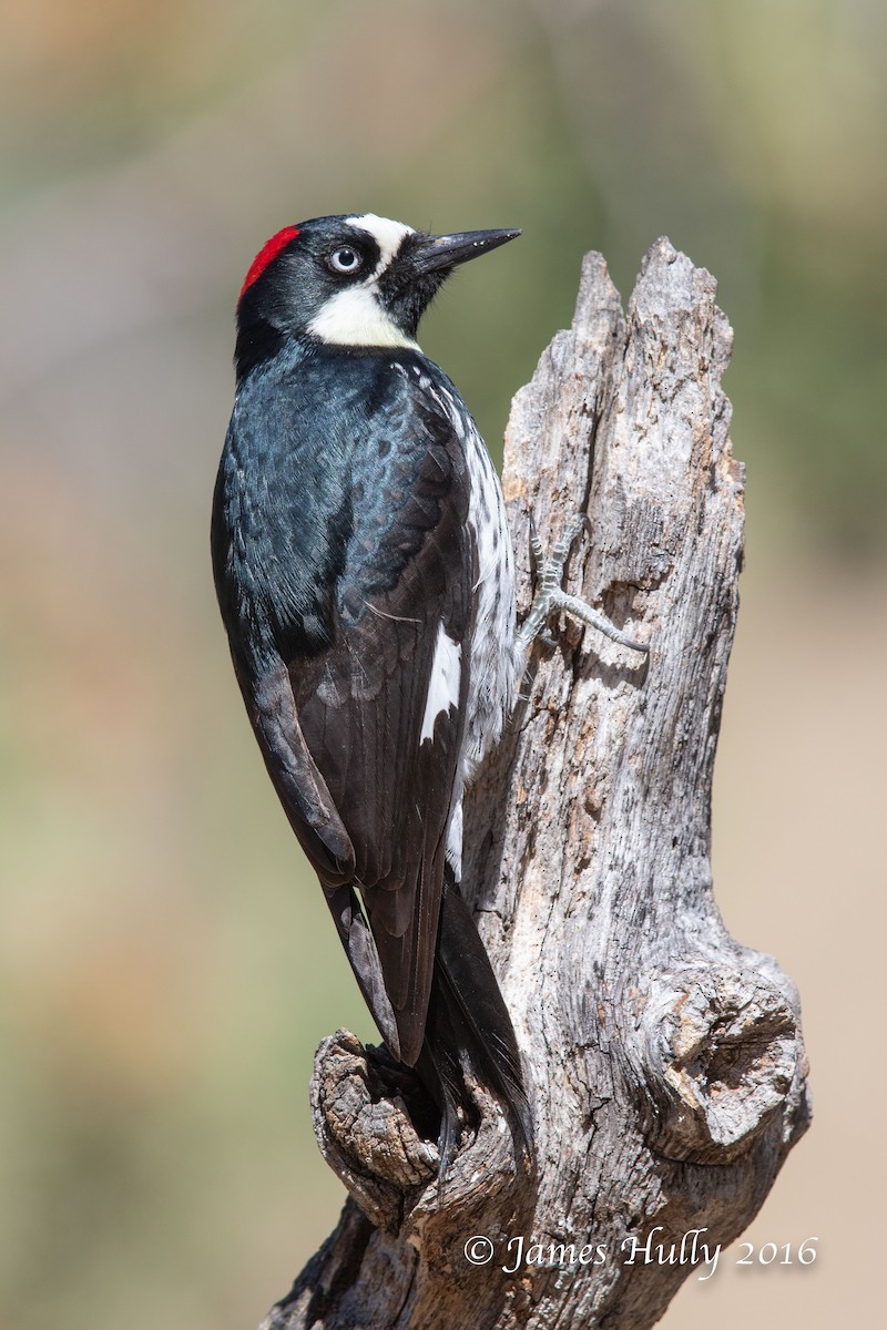 Acorn Woodpecker - ML552764151