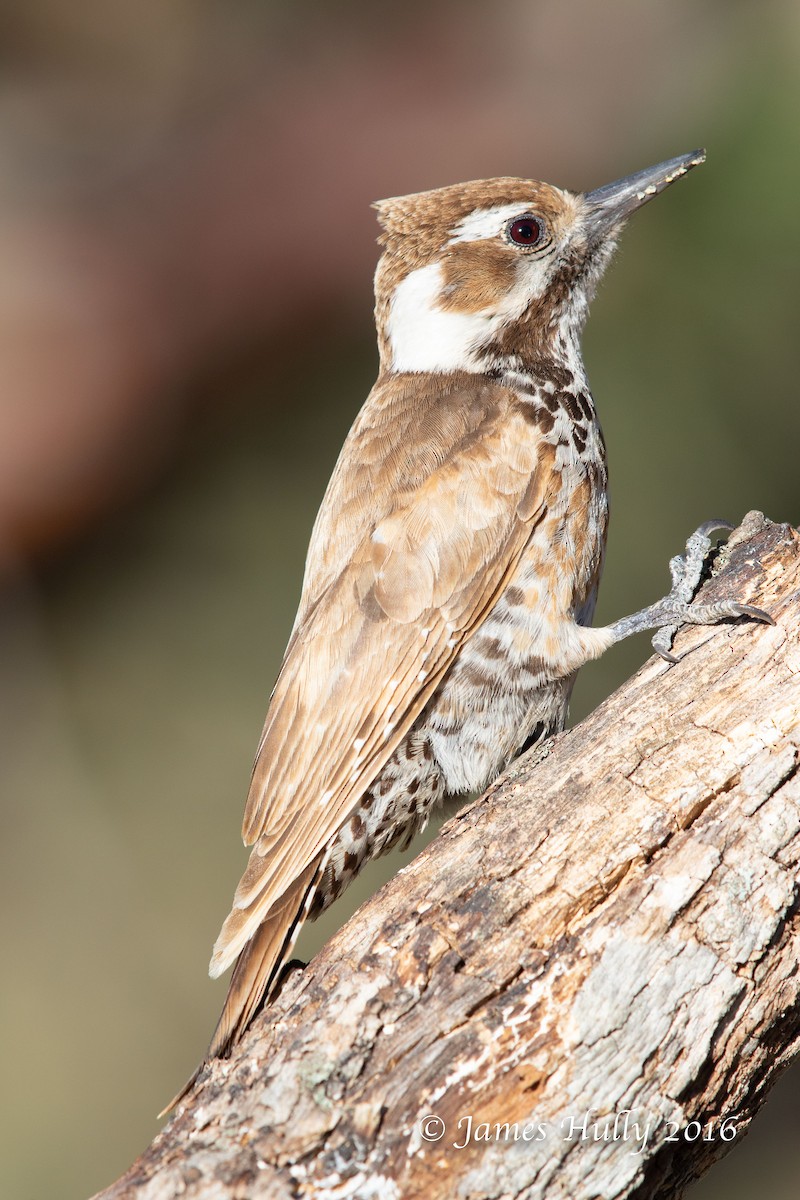 Arizona Woodpecker - ML552764351