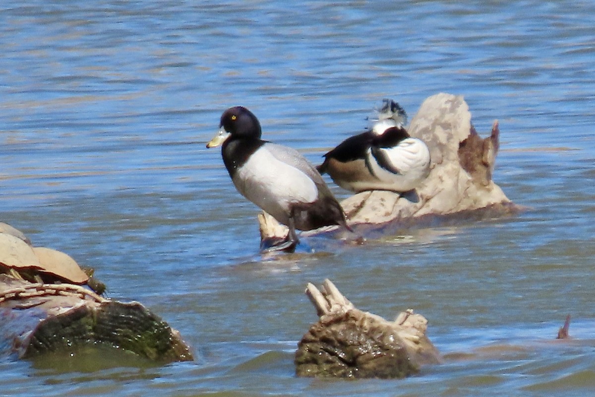 Greater Scaup - ML552764871