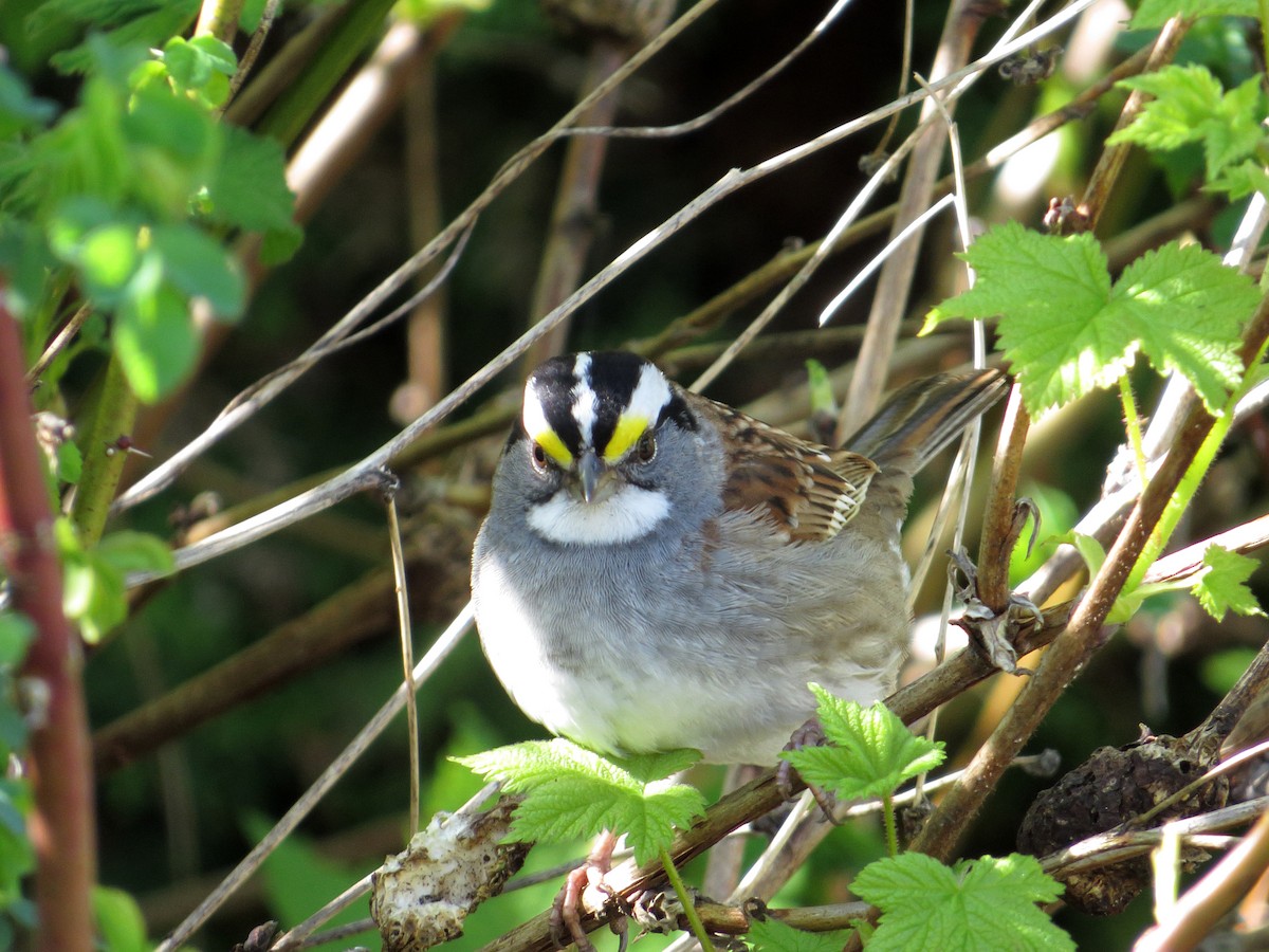 White-throated Sparrow - Scott Ramos