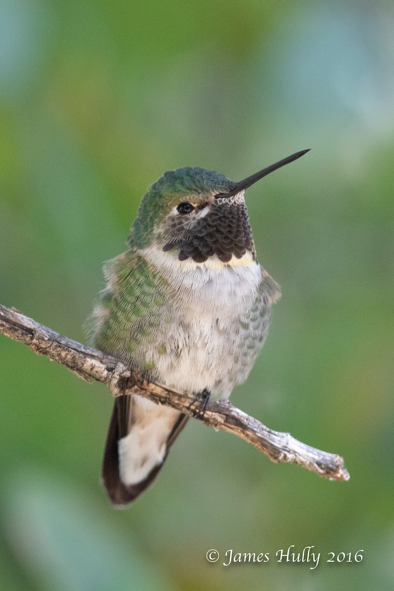 Broad-tailed Hummingbird - Jim Hully