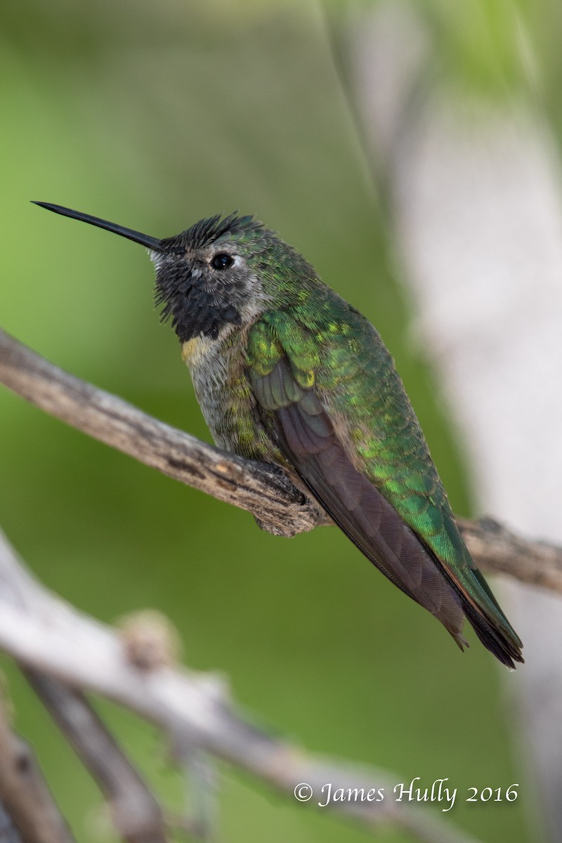 Broad-tailed Hummingbird - Jim Hully
