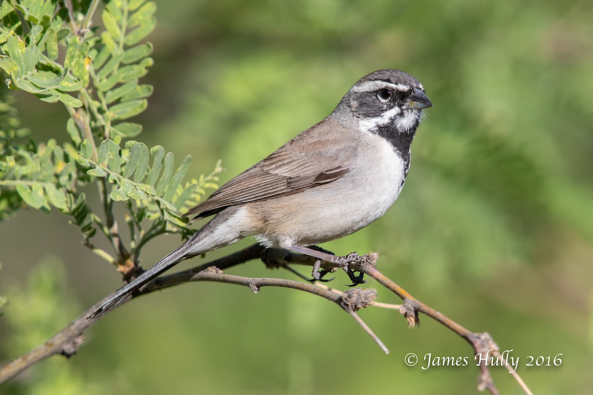 Black-throated Sparrow - ML552769181