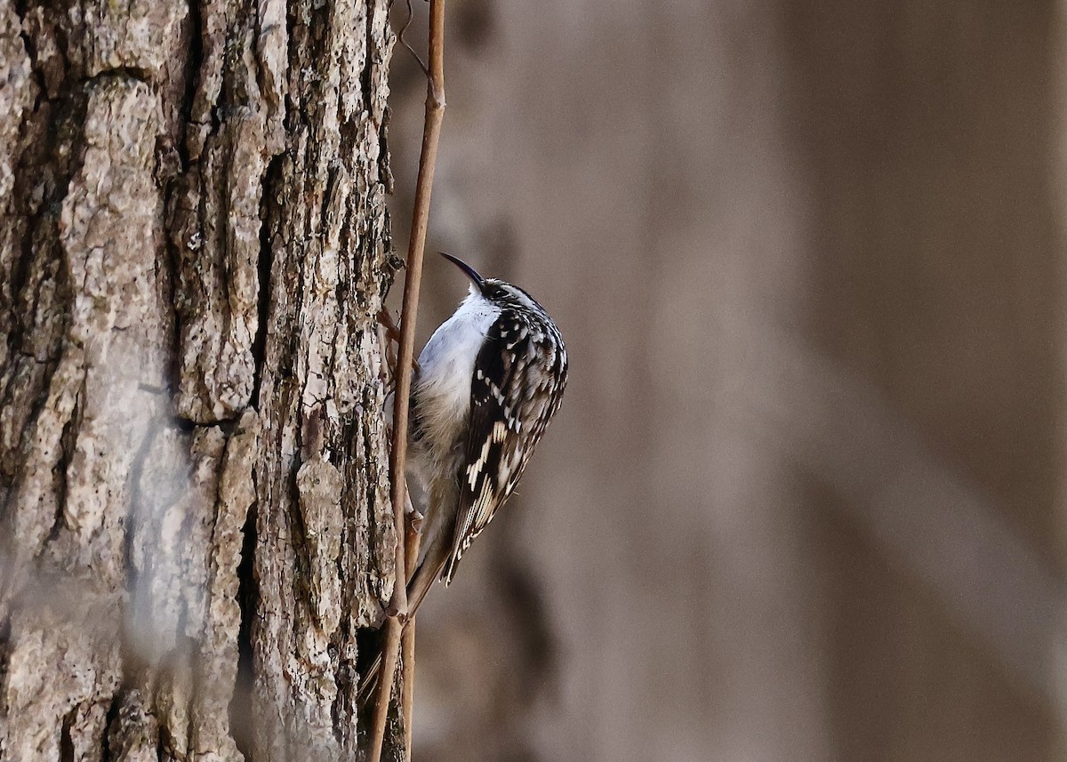 eBird Checklist - 2 Apr 2023 - Ryders Woods, Woodstock - 17 species