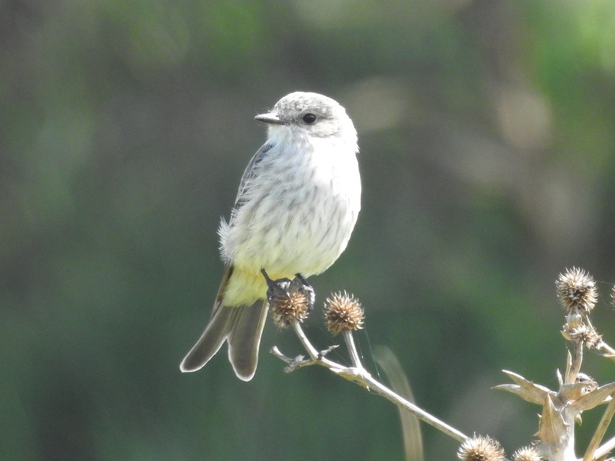 Vermilion Flycatcher - ML552776831