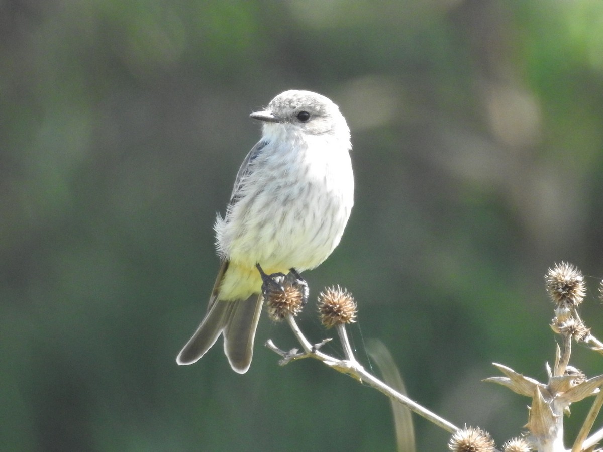 Vermilion Flycatcher - Àlvaro Riccetto