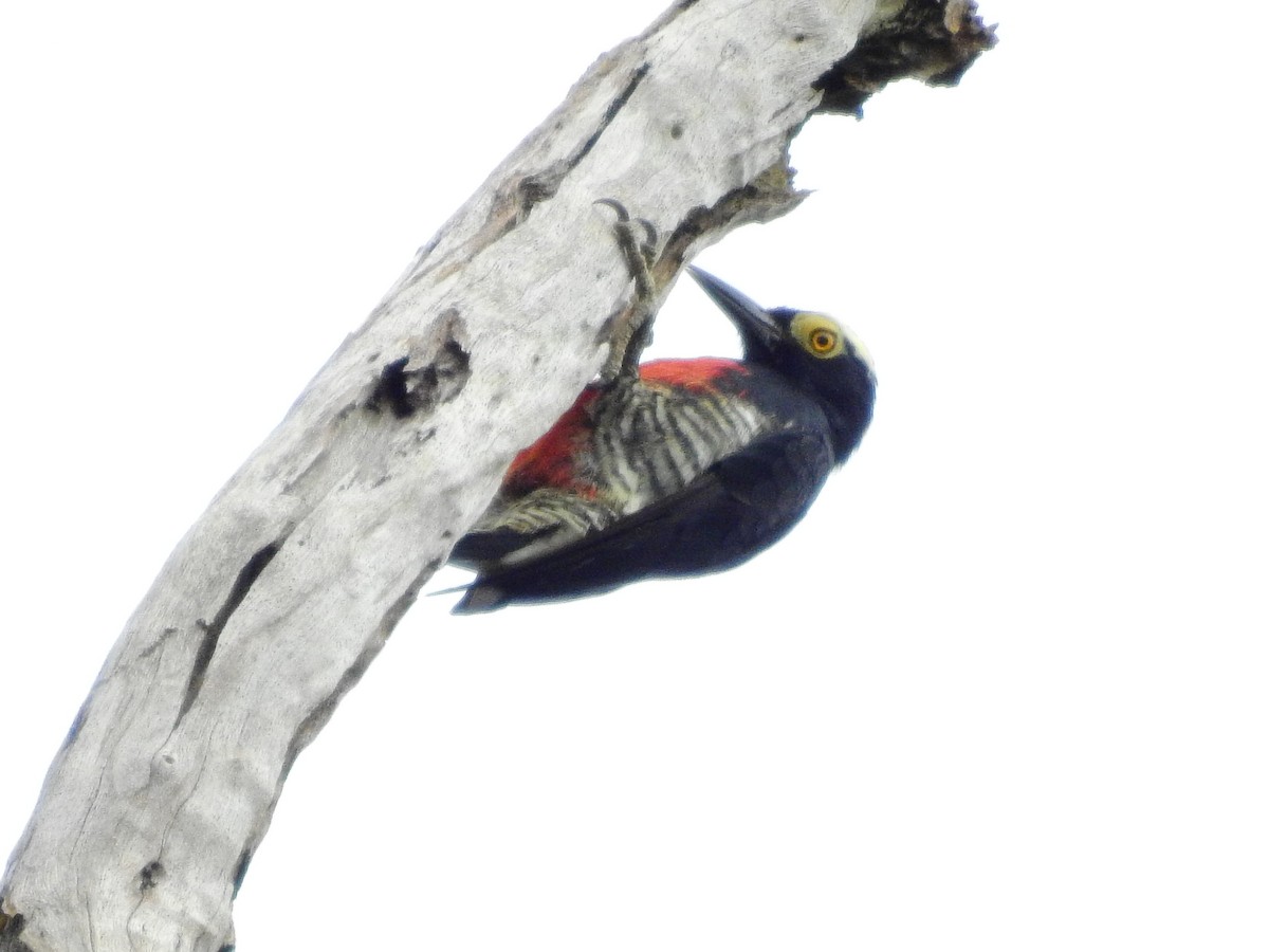 Yellow-tufted Woodpecker - ML552778641