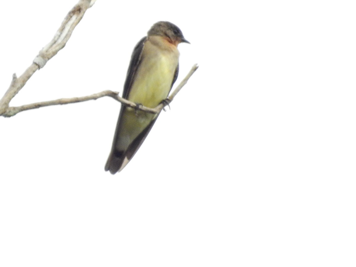 Southern Rough-winged Swallow - ML552778961