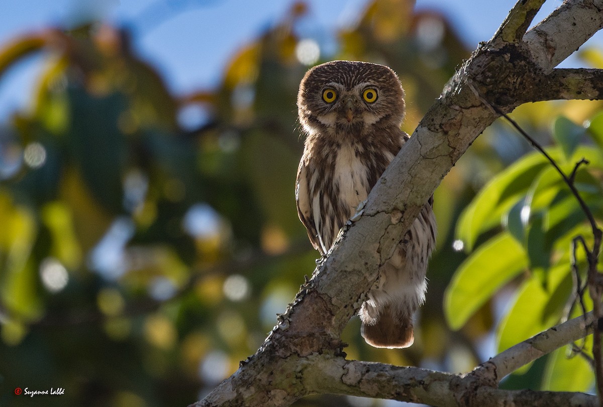 Ferruginous Pygmy-Owl - Suzanne Labbé