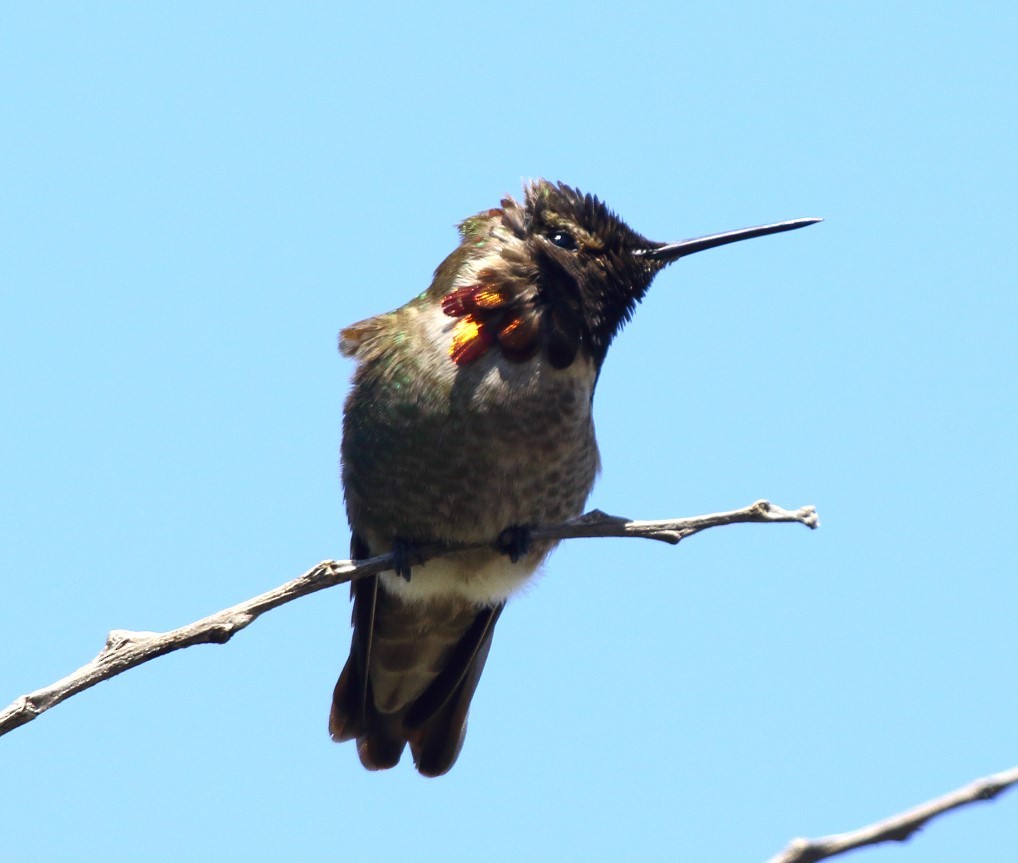 Anna's Hummingbird - ML552782171