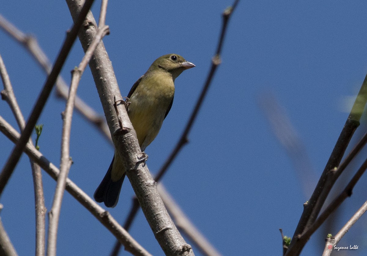Painted Bunting - ML55278221