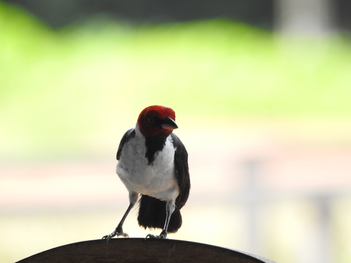 Red-capped Cardinal (Bolivian) - ML552784211