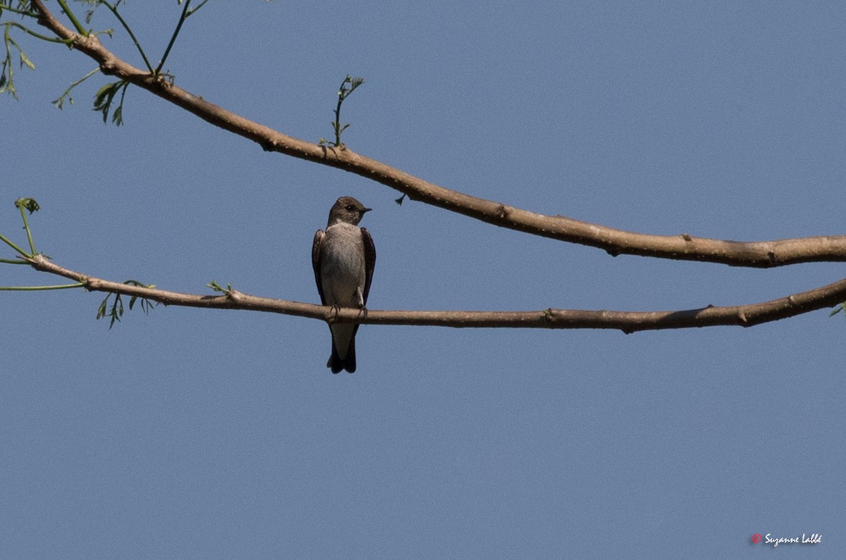 Northern Rough-winged Swallow - ML55278501