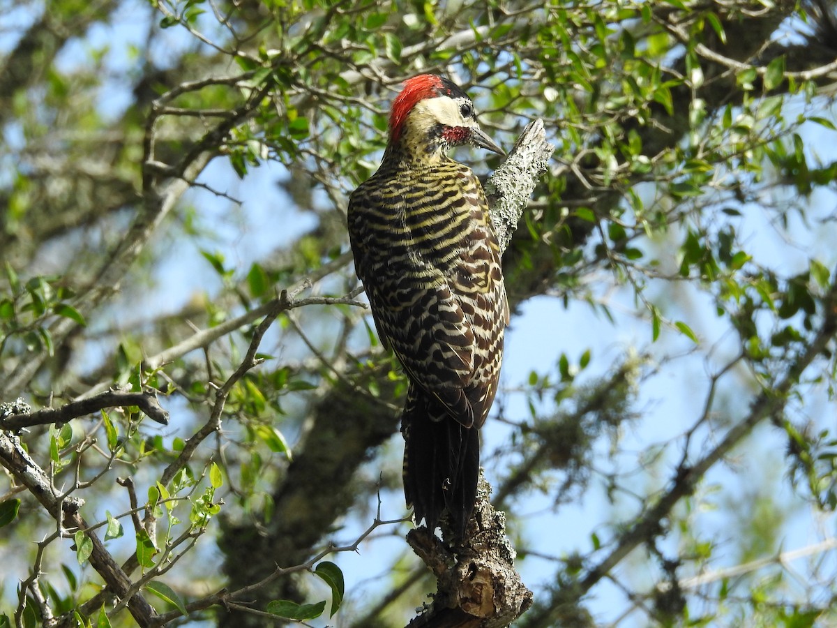 Green-barred Woodpecker - ML552788691