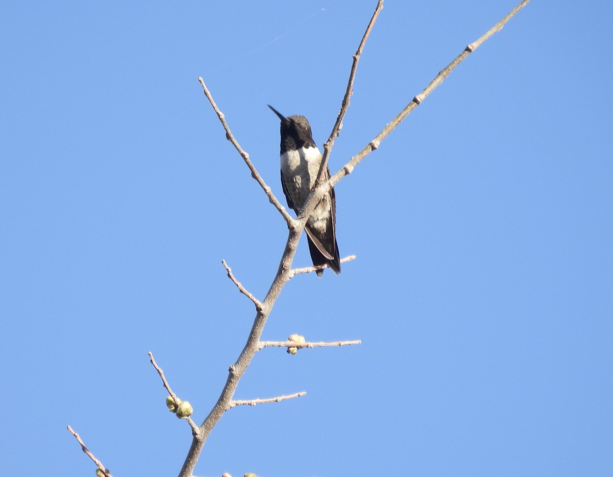 Kara Boğazlı Kolibri - ML552790301