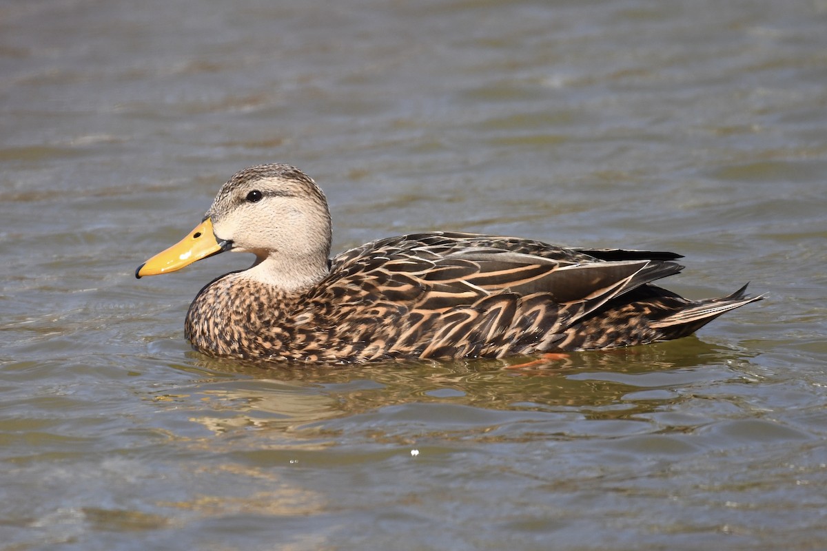 Mottled Duck (Florida) - ML552790351