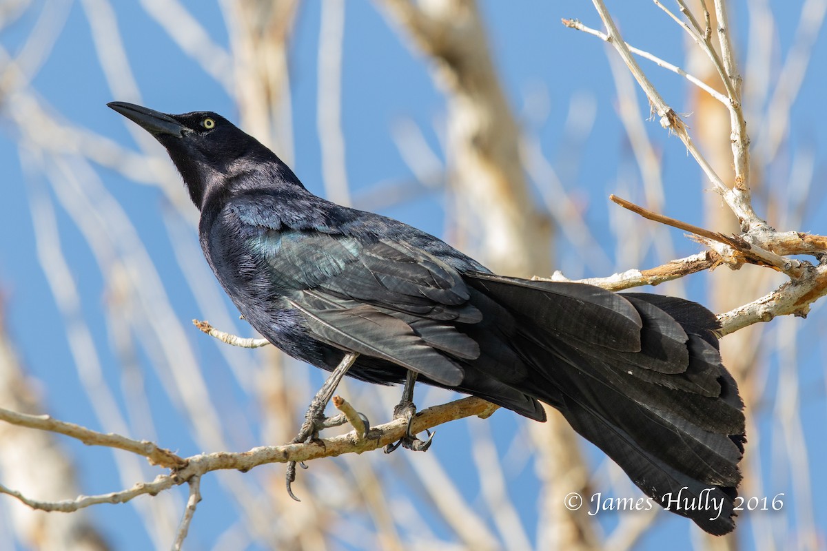Great-tailed Grackle - ML552792191