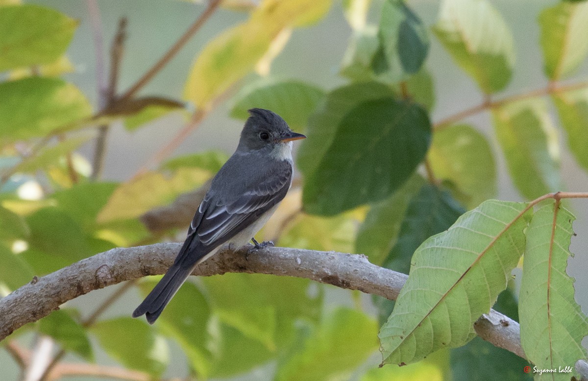 Greater Pewee - Suzanne Labbé