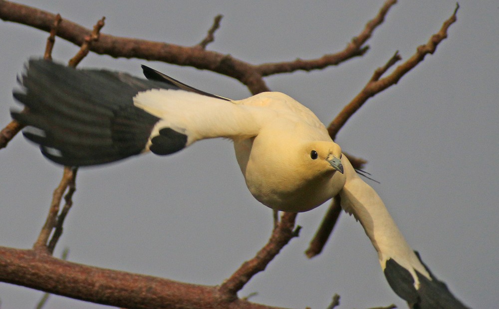 Pied Imperial-Pigeon - ML55279911