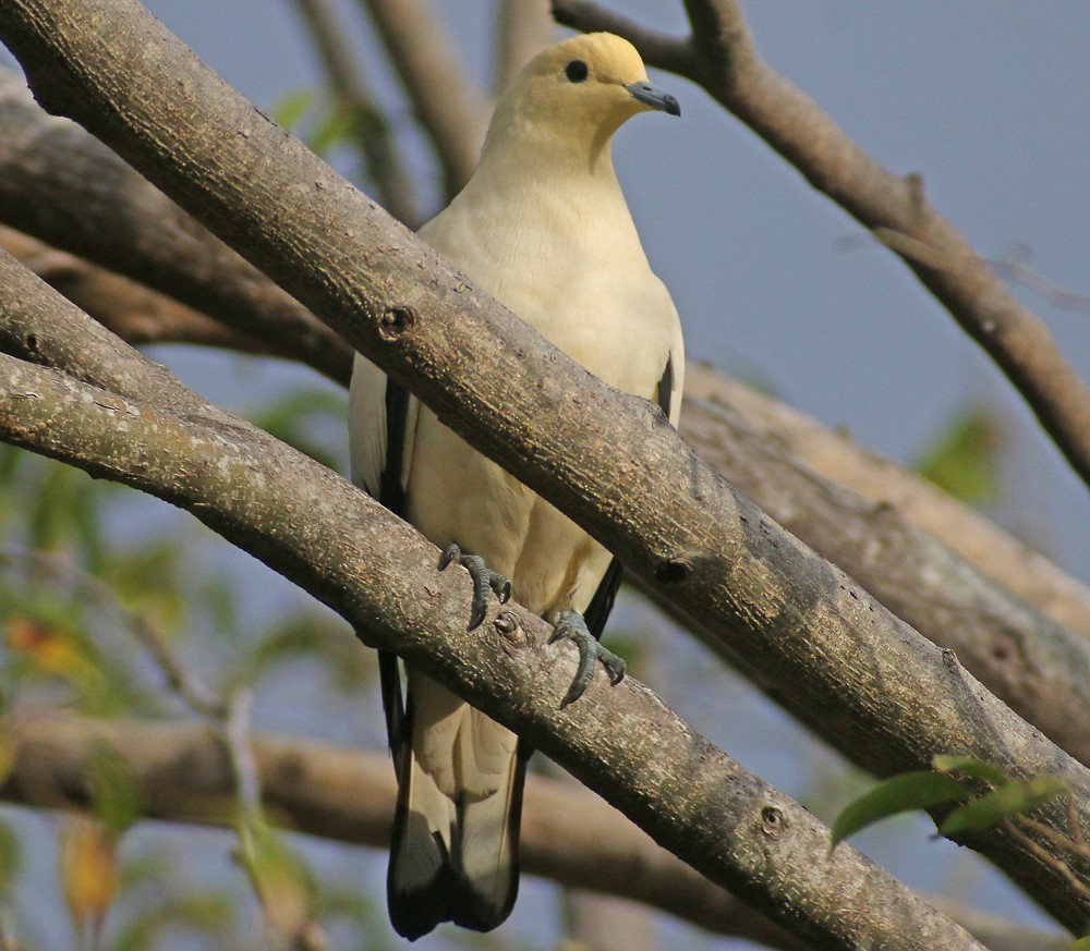 Pied Imperial-Pigeon - Corey Finger