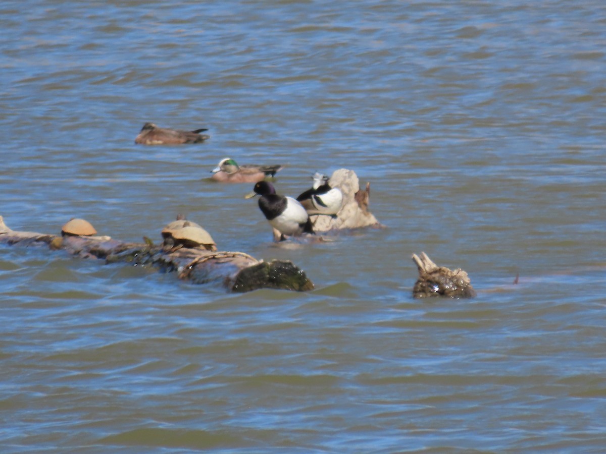 Greater Scaup - ML552799411