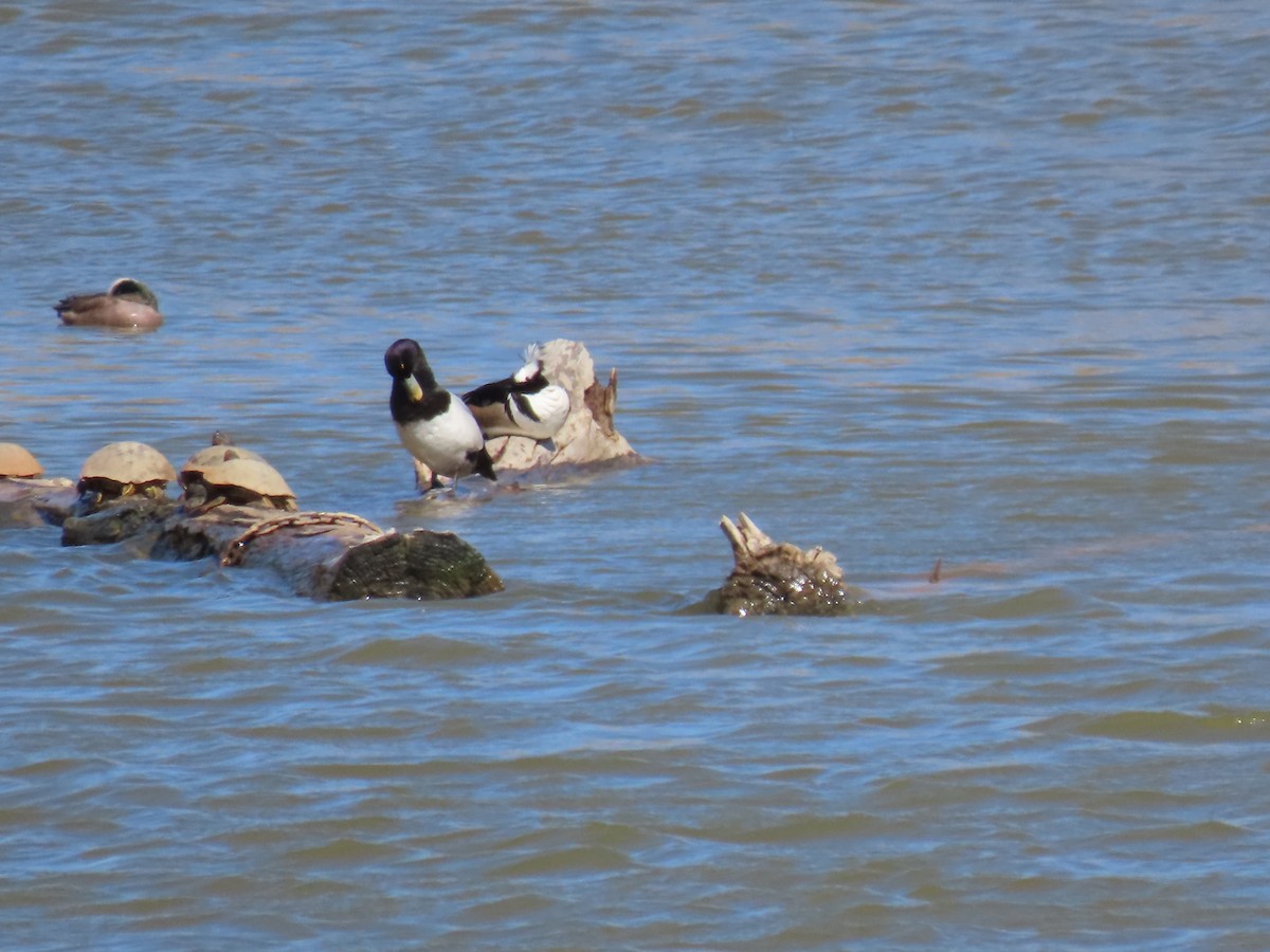 Greater Scaup - ML552799421