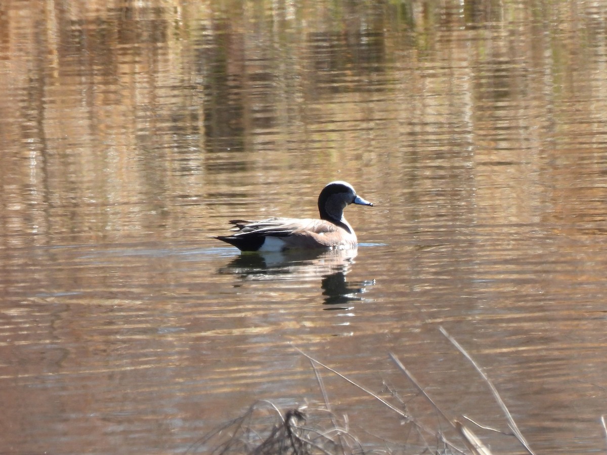 Ebird Checklist - 1 Apr 2023 - Bluff Lake Nature Center - 34 Species