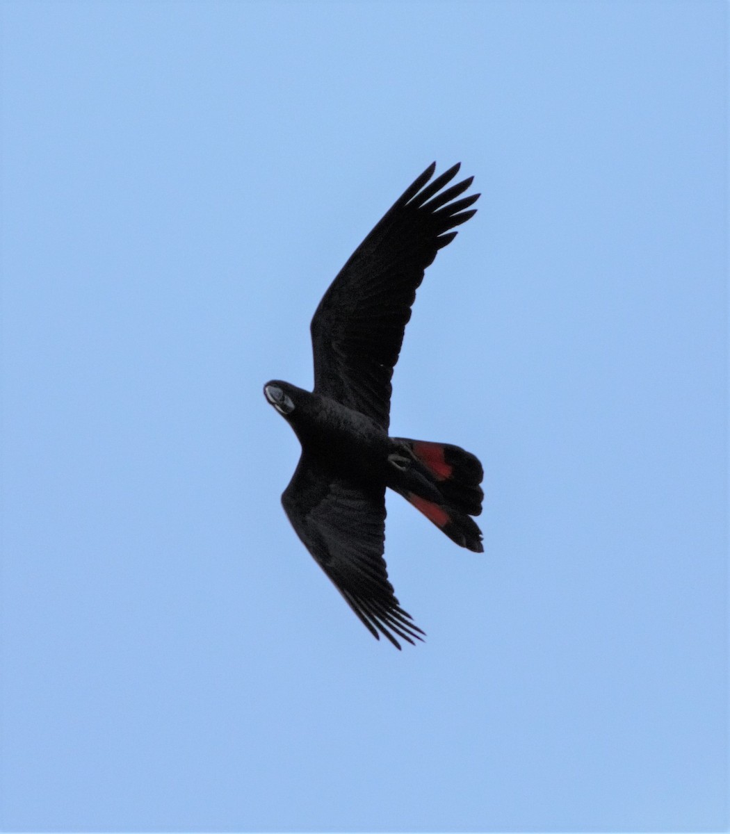 Red-tailed Black-Cockatoo - Greg Roberts