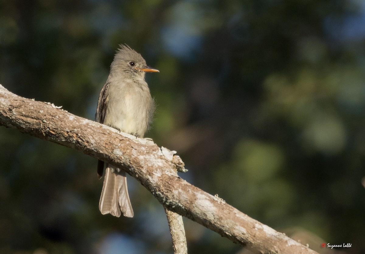 Greater Pewee - ML55280221