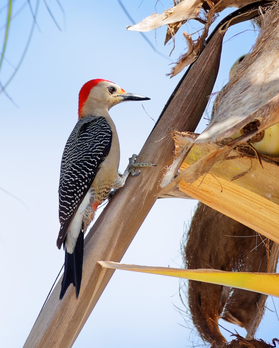 Golden-fronted Woodpecker (Velasquez's) - ML552805501
