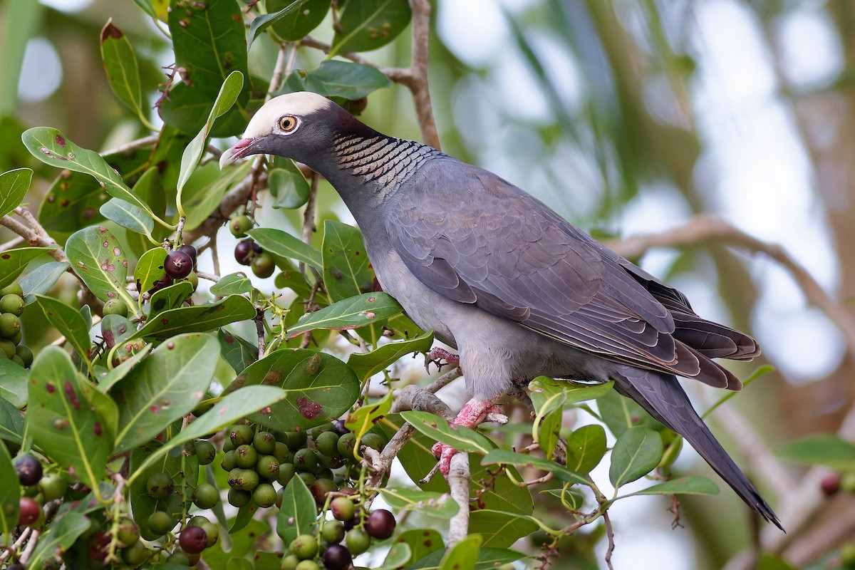 White-crowned Pigeon - ML552807021