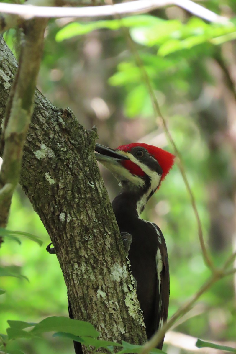 Pileated Woodpecker - Kevin Christman