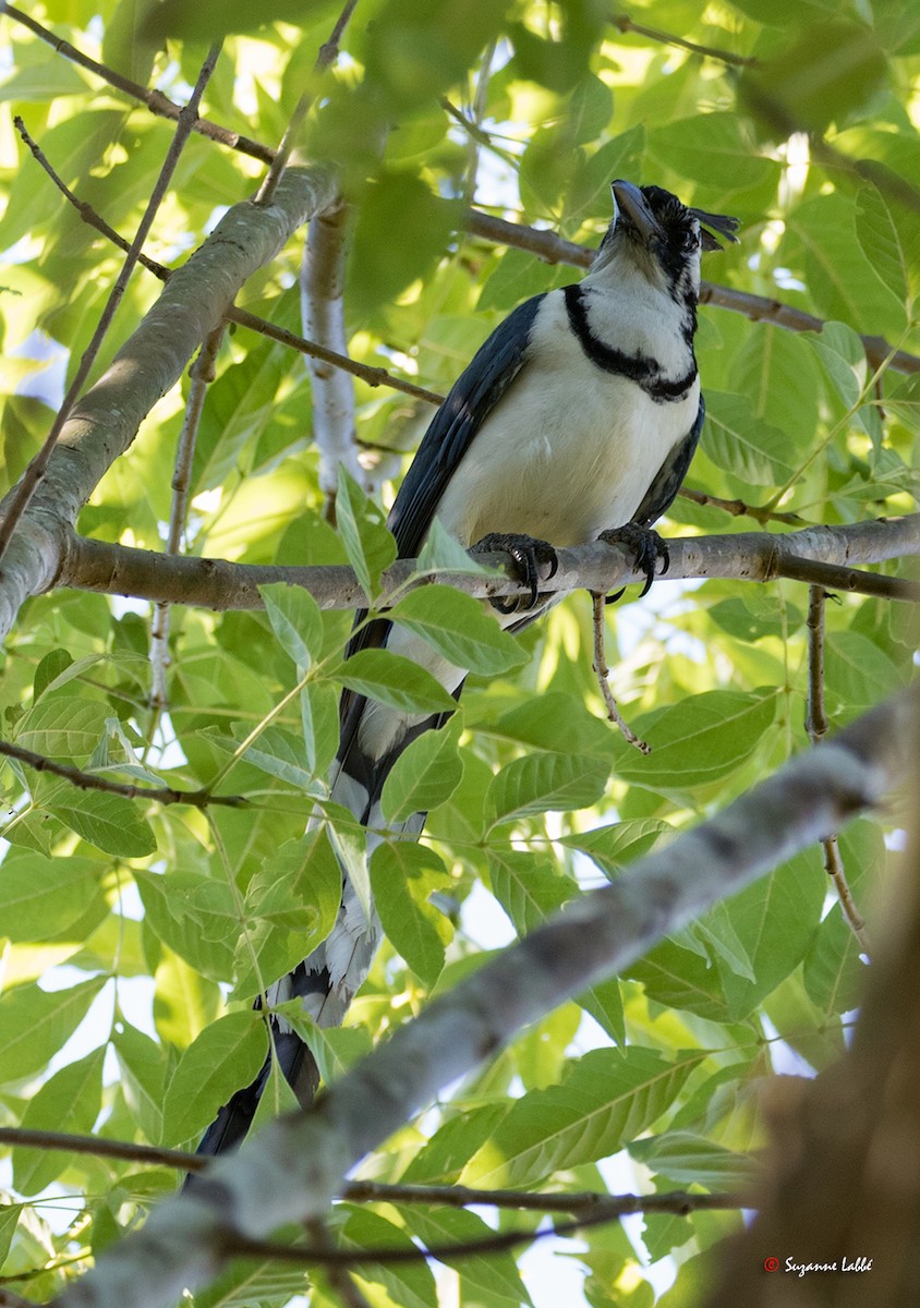 Black-throated Magpie-Jay - ML55280761
