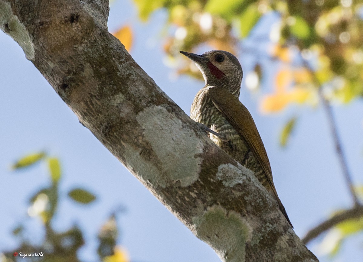 Gray-crowned Woodpecker - ML55280811