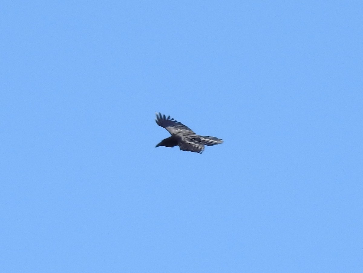 Common Raven - Bruce Hill