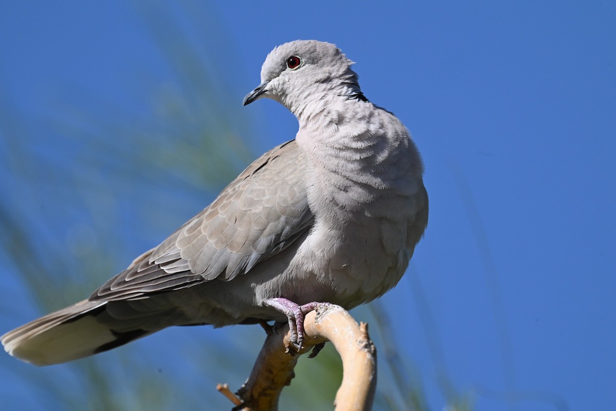 Eurasian Collared-Dove - ML552809891