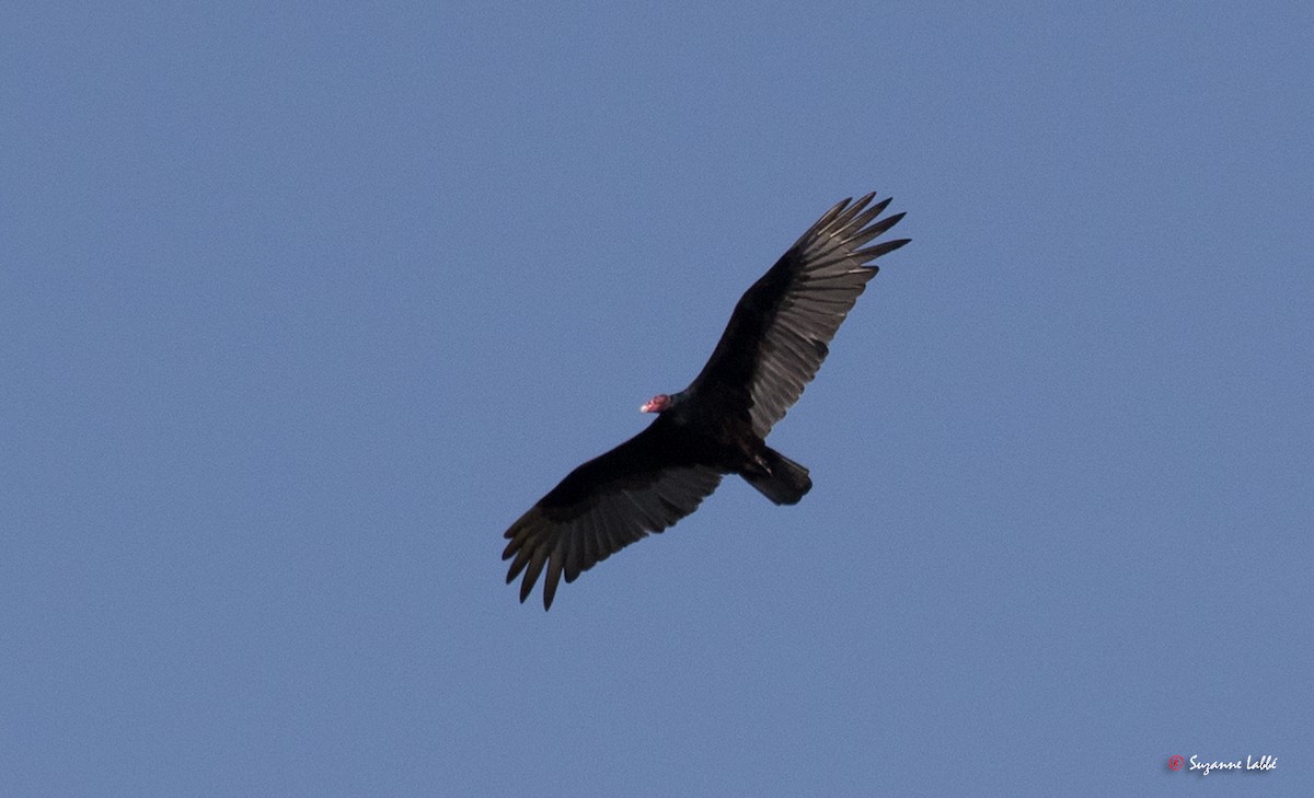 Turkey Vulture - ML55281421