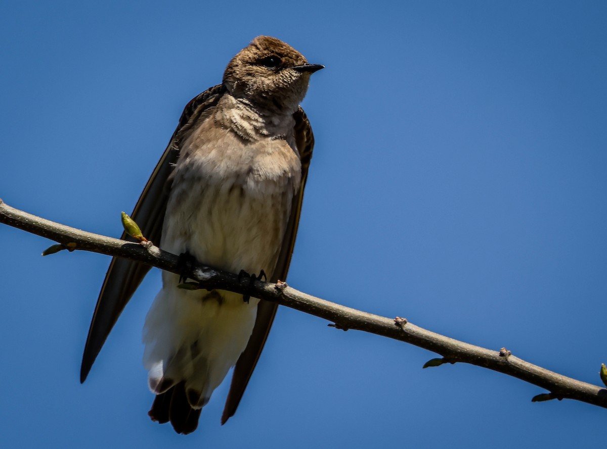 Northern Rough-winged Swallow - ML552817791