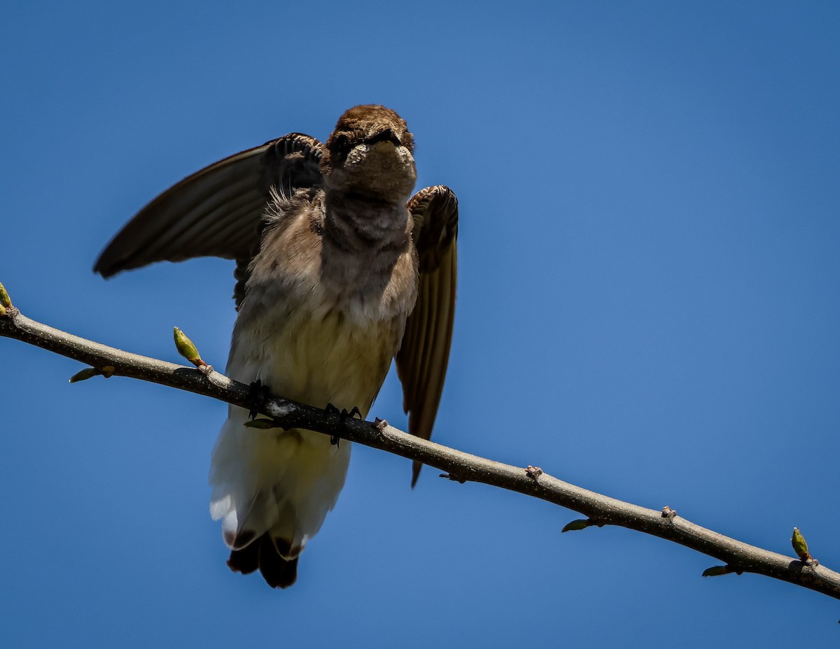 Northern Rough-winged Swallow - ML552817801