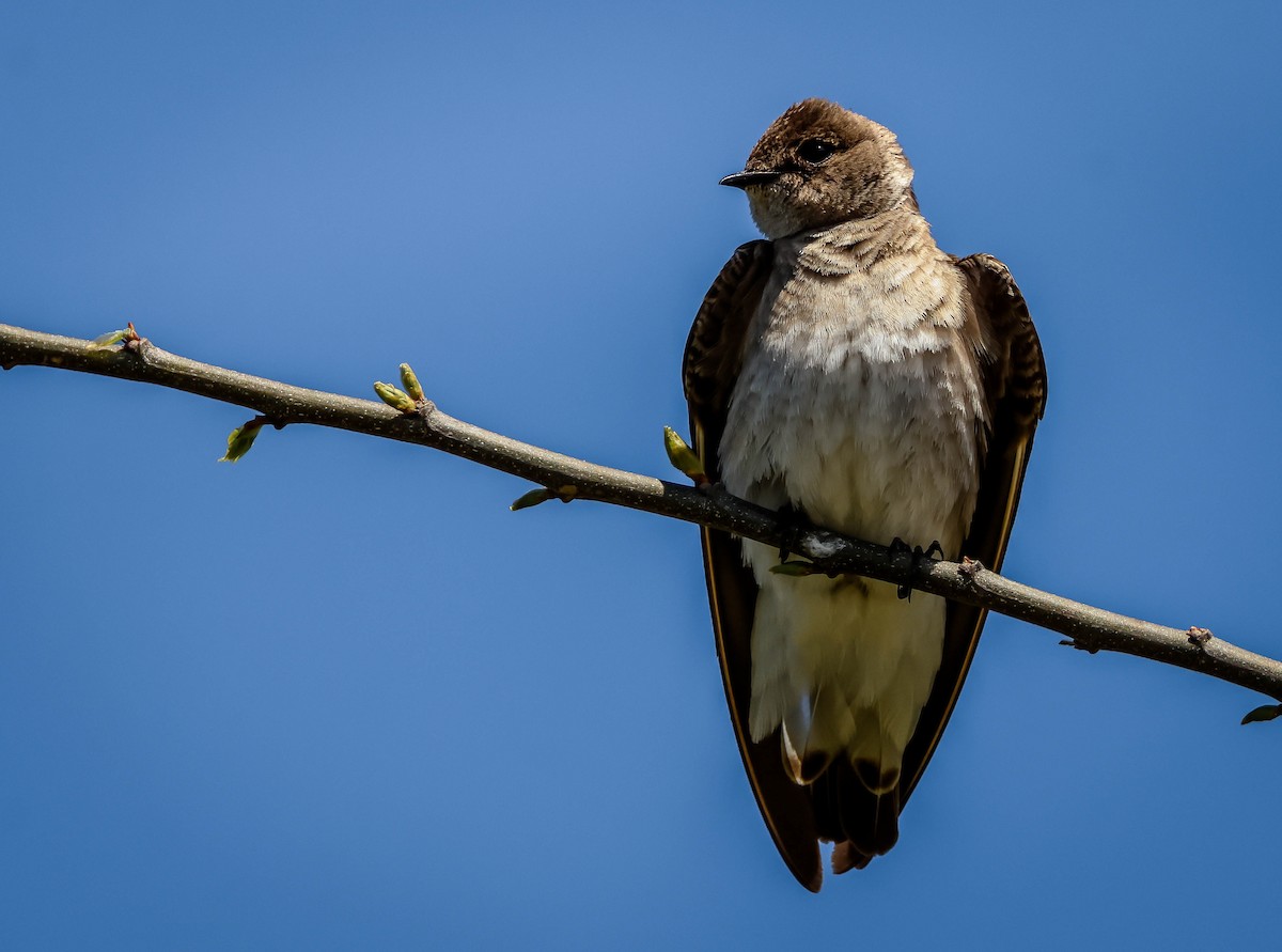 Northern Rough-winged Swallow - ML552817811