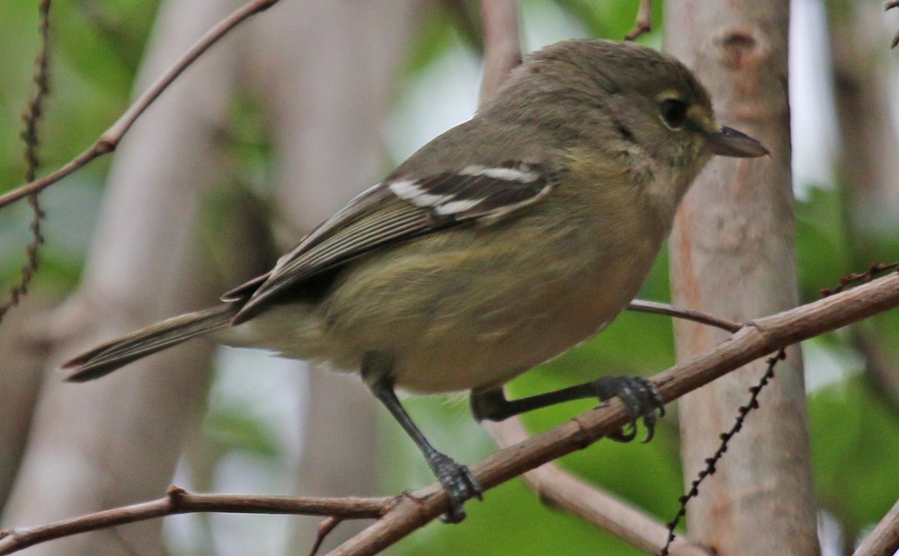 Thick-billed Vireo - Corey Finger