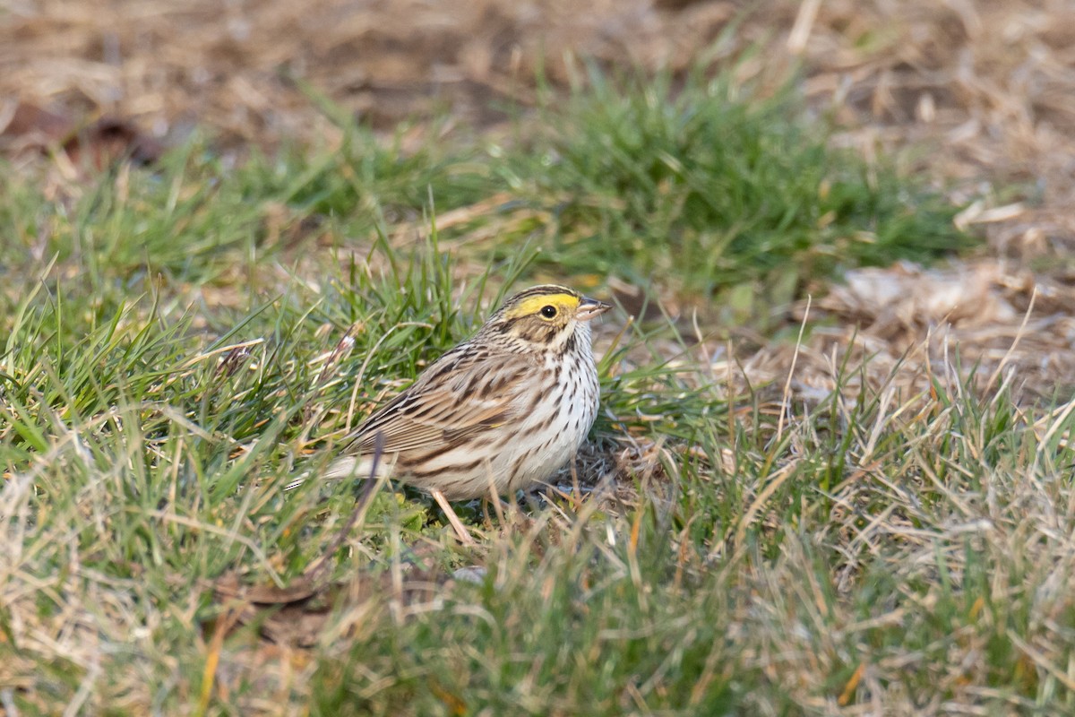 Savannah Sparrow - ML552821001