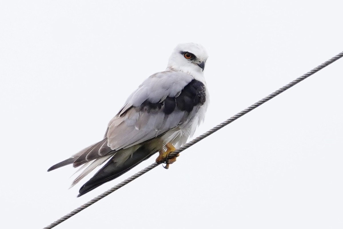 Black-shouldered Kite - Trevor Ross