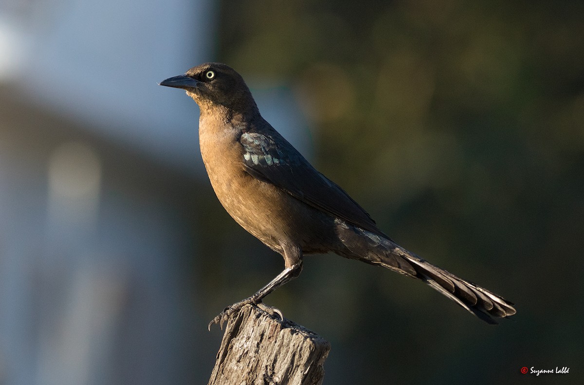 Great-tailed Grackle - ML55282241