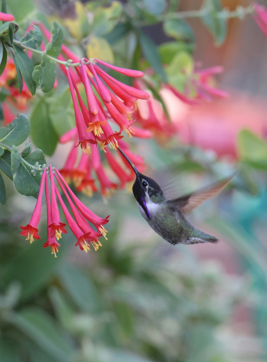 Costa's Hummingbird - ML552824321