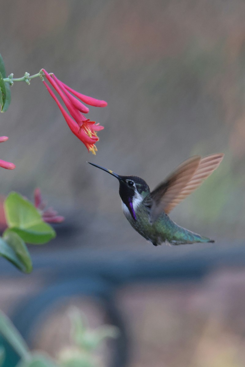 Costa's Hummingbird - Juan Aguayo