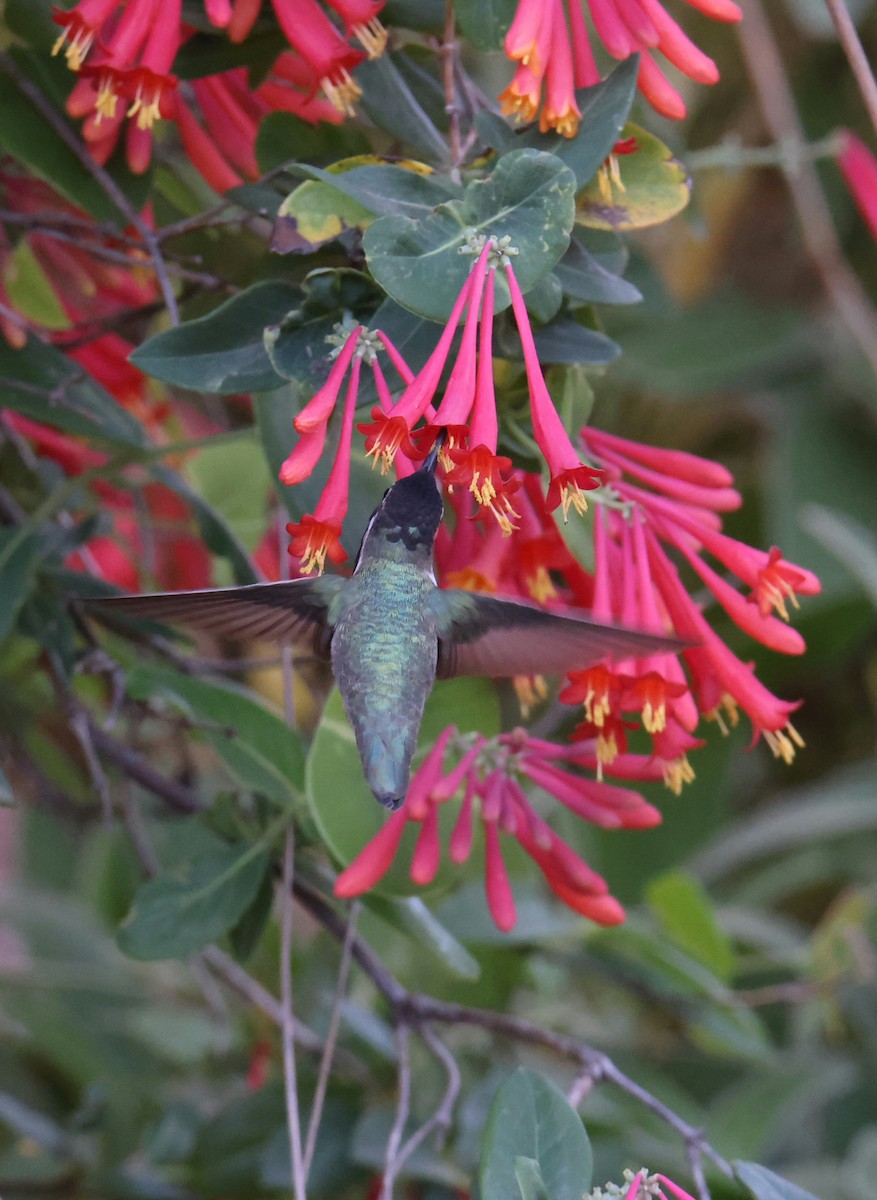 Costa's Hummingbird - ML552824341